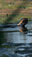 Beatifull duck swimming on the lake at the park