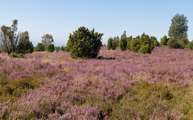 Fototapeta na wymiar Blossom of heathland in Germany, Luneburg Heath