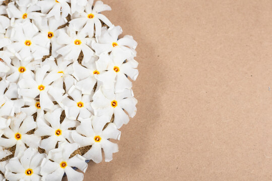 Sephali Flower, Night-flowering jasmine