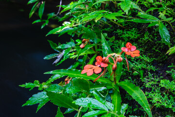 Habenaria rhodocheila Hance, beautiful wild orchid in rainseason in tropical forest.