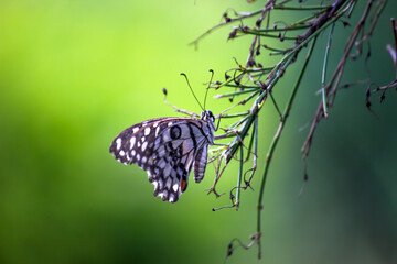  Macro picture of  Papilio demoleus is a common lime butterfly and widespread swallowtail .
 It  is also known as the lemon butterfly, and chequered swallowtail, resting on the plants during spring