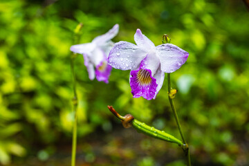 Arundina, beautiful wild orchid in rainseason in tropical forest.