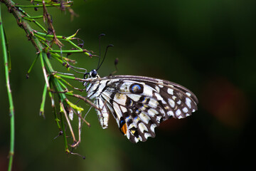 Fototapeta na wymiar Macro picture of Papilio demoleus is a common lime butterfly and widespread swallowtail . It is also known as the lemon butterfly, and chequered swallowtail, resting on the plants during spring