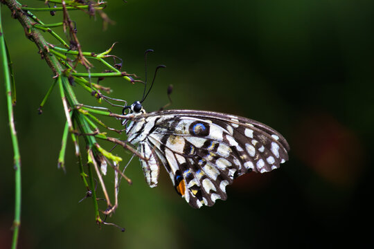  Macro picture of  Papilio demoleus is a common lime butterfly and widespread swallowtail .
 It  is also known as the lemon butterfly, and chequered swallowtail, resting on the plants during spring