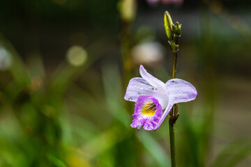 Arundina, beautiful wild orchid in rainseason in tropical forest.