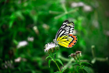  Delias eucharis, the common Jezebel, is a medium-sized pierid butterfly resting on the flower plants
 