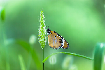 Close up of Plain Tiger Danaus chrysippus butterfly resting on the flower plant in natures green background
