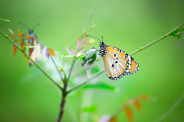 Close up of Plain Tiger Danaus chrysippus butterfly resting on the flower plant in natures green background
