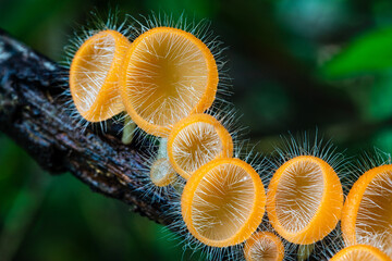 Cookeina tricholoma(Mont.),          the strange of mushroom in the rainy season in tropical forest.