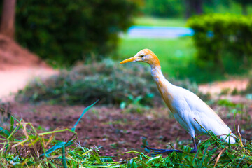 Bubulcus ibis Or Heron Or Commonly know as the Cattle Egret is a cosmopolitan species of heron found in the tropics, subtropics,  and warm-temperate zones. It is the only member of the monotypic genu