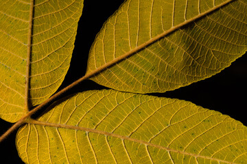 Naklejka na ściany i meble close up of a leaf