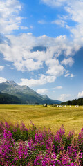 Fototapeta na wymiar Walking around Sils lake - Upper Engadine Valley - Switzerland