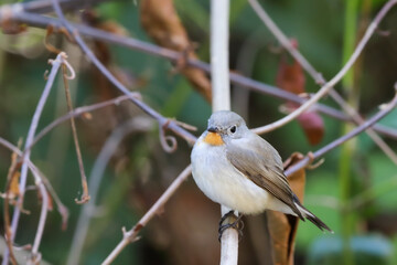 red backed shrike