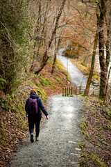 Obraz premium walk in the woods