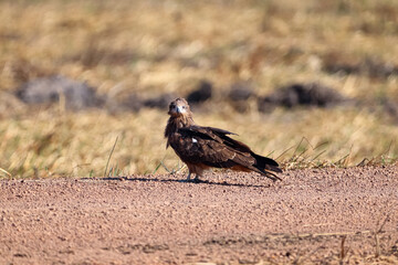 red billed hornbill