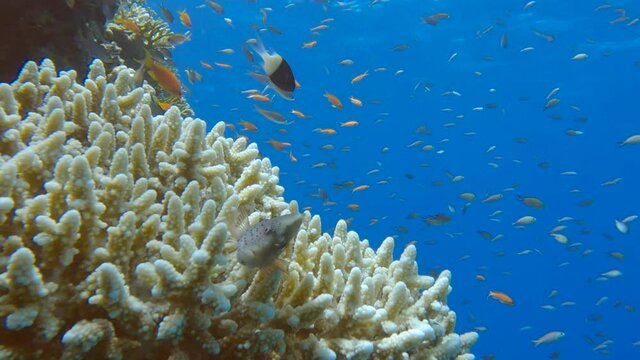 Colorful tropical fishes swimming near beautiful coral reef. Arabian Chromis (Chromis flavaxilla), Lyretail Anthias (Pseudanthias squamipinnis) Blackside hawkfish (Paracirrhites forsteri)