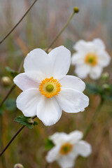 Japanese anemone (Anemone hybrida 'Honorine Jobert) 