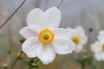 Japanese anemone (Anemone hybrida 'Honorine Jobert) 