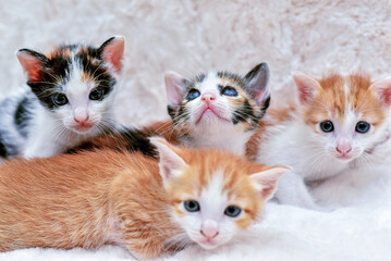 adorable kitten cat sitting comfortably on a fluffy white blanket	