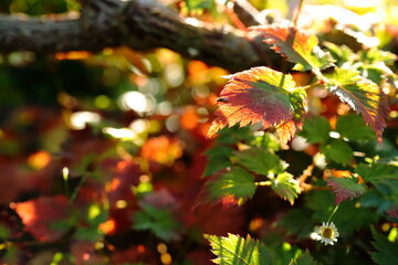 秋色に色づいた植物の葉
