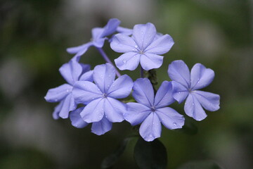 Blue flowers in the garden