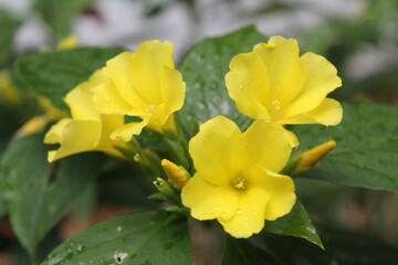 yellow flowers