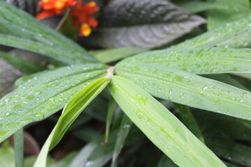 rain drops on the grass