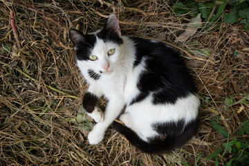 white kitten with black spots curled up in dry grass.
