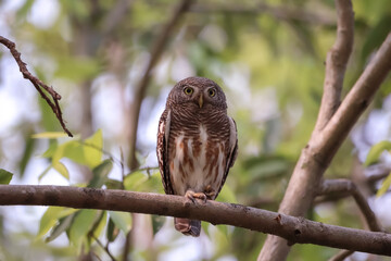 owl