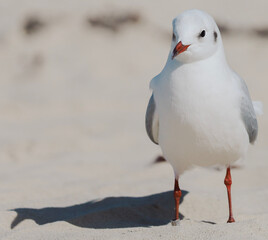 seagull on the beach