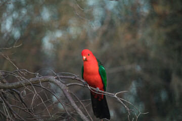 Australian King Parrot Perched in tree