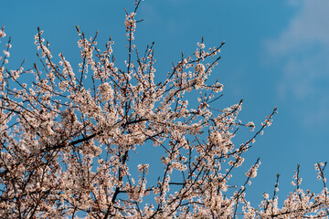 blooming cherries in early spring