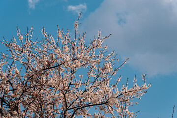 blooming cherries in early spring