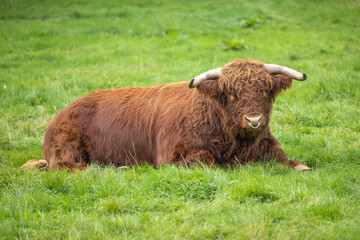 Brown Cow in the Scottish Highlands
