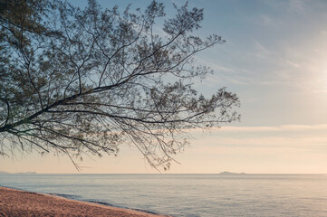 Tree covered on the beach in tropical sea at morning