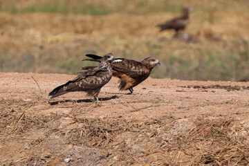 red backed vulture