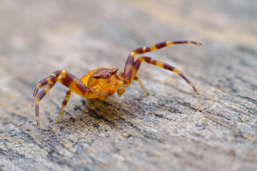 jumping spider on the  ground