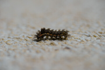 black fluffy caterpillar on the  ground