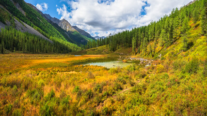 Fototapeta premium Sunny autumn swamp. Swampy backwater of mountain lake. Yellow atmospheric natural background of highlands.