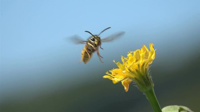 Bee wasp on Yellow flower. Blue sky. Flying landing. closeup. Slow-Motion
