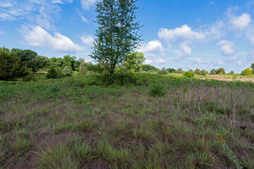 woodlands and prairie at grey cloud dunes scientific natural area in cottage grove