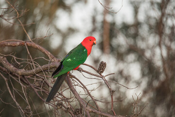 Australian King Parrot Perched in tree