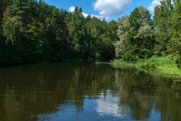 Сосновый бор по берегам реки Волги.