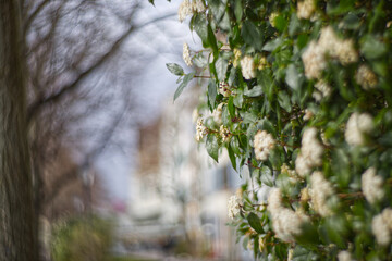 Spring