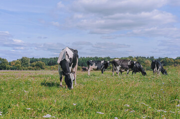 cows against the sky and green grass