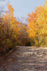 Fototapeta premium Autumn aspen forest. A rural road made of stones in a mountainous area. A sunny orange-yellow landscape with colorful foliage of tall trees and a blue sky. The concept of silence, tranquility, travel