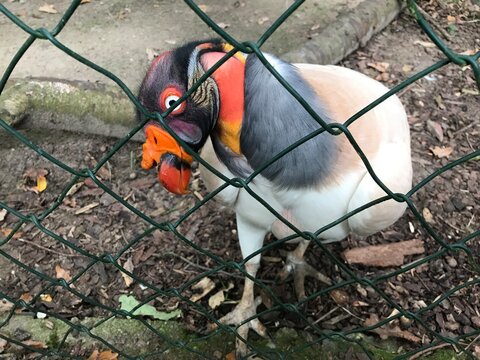 K&ouml;nigsgeier (Sarcorhamphus papa) in einem Gehege mit Maschendrahtzaun. King vulture bald american scavenger. Gerupftes Huhn.