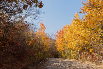 Naklejka na ściany i meble Autumn aspen forest. A rural road made of stones in a mountainous area. A sunny orange-yellow landscape with colorful foliage of tall trees and a blue sky. The concept of silence, tranquility, travel