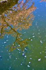 Obraz na płótnie Canvas Cherry blossoms in full bloom reflected beautifully in the lake