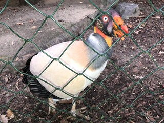 Königsgeier (Sarcorhamphus papa) in einem Gehege mit Maschendrahtzaun. Kreischender orangener Schnabel. King vulture bald american scavenger. Gerupftes Huhn
